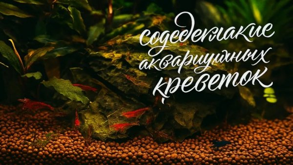 Все о содержании аквариумных креветок: Советы для новичков
