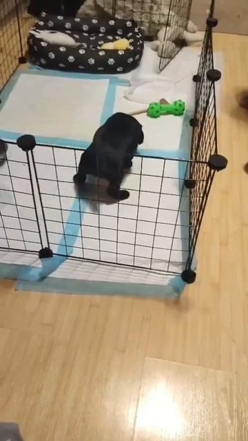 Русский охотничий спаниель, Побег😂