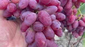 Мои мускатные формы винограда 23.08.25 год , Новороссийск.