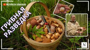 Грибная разведка 23 августа 2025 Гатчинский район