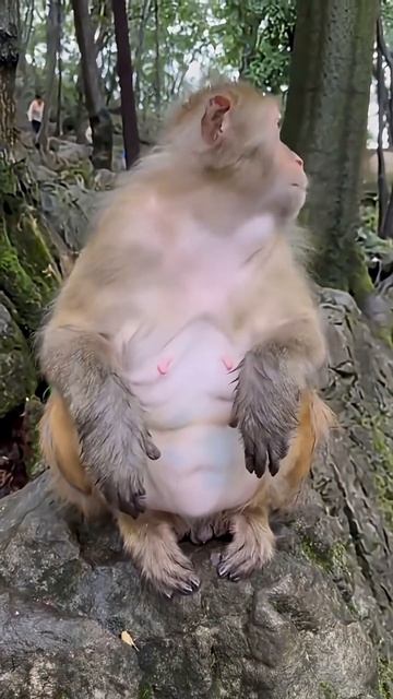 Неожиданная реакция обезьяны на китайский деликатес  #факты #животные #еда