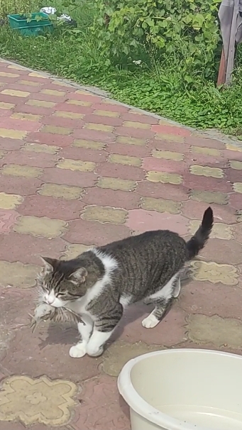 НЕ В ТУ КОРМУШКУ ЗАЛЕТЕЛ смотреть онлайн