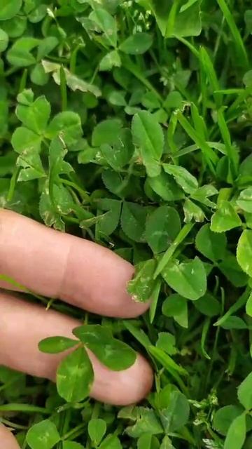 🍀 смотреть онлайн