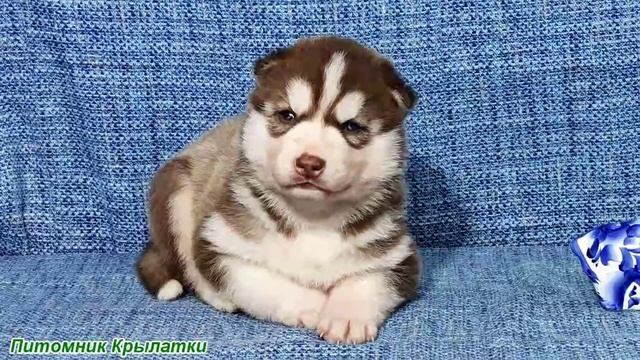 Предлагаем голубоглазого мальчика щенка хаски, шоколадного, родился 22 июля 2025 года