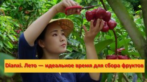 Dianxi Xiaoge. Лето — идеальное время для сбора фруктов