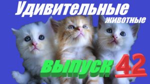 Удивительные животные #развлечения