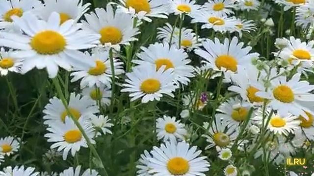 Как начать жизнь с чистого листа - История их жизни смотреть онлайн