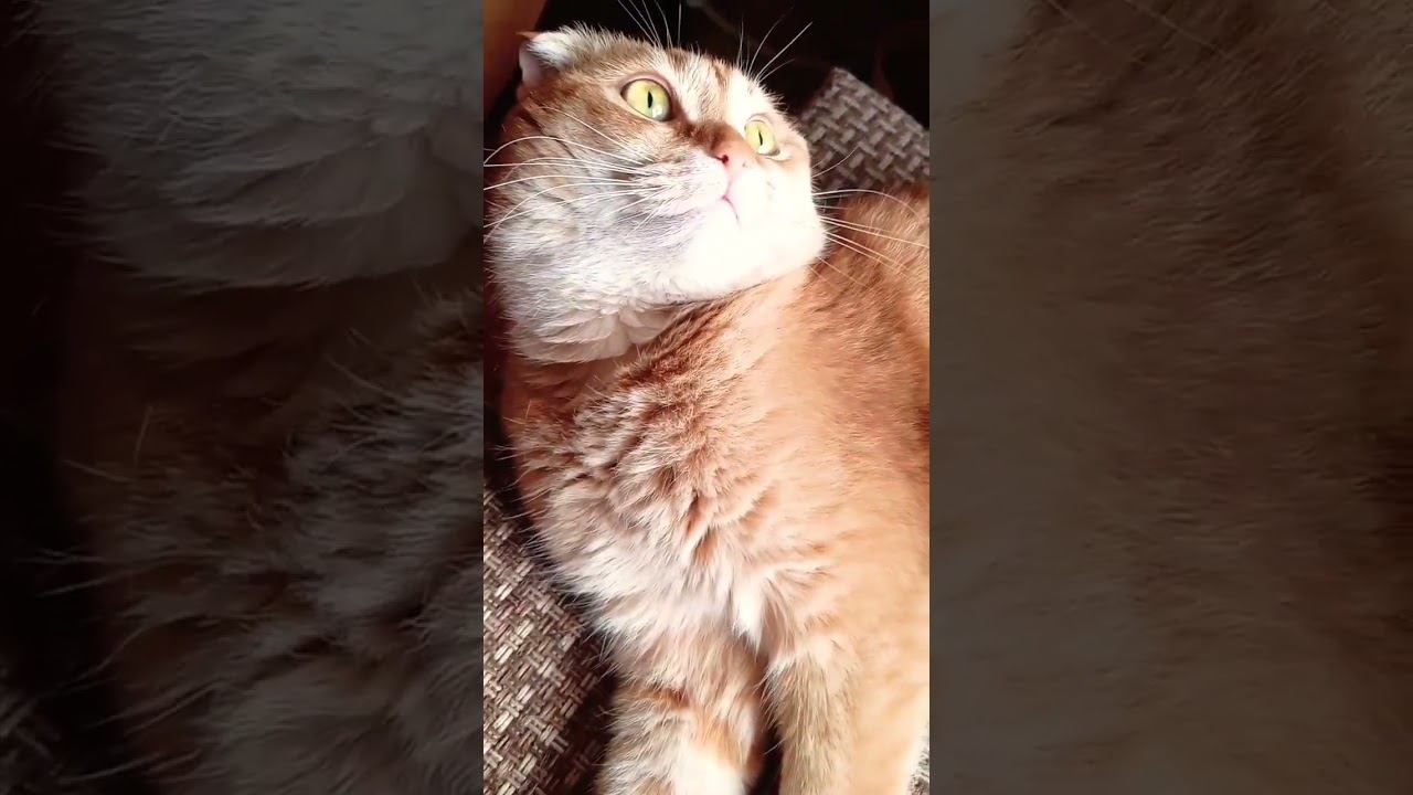 #позитив #юмор #топ #shorty #cat #мурзик #приколы