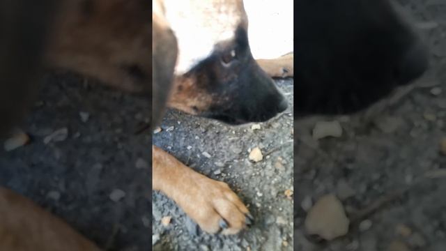 Дрессировка