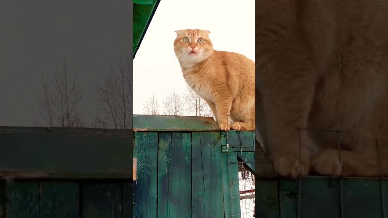 #цитатыосмысле #мурзик #shorty #cat #жизнь #юмор