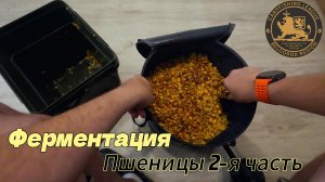 Ферментация Пшеницы 2-я Часть.