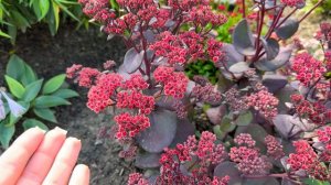 Самые красивые вертикальные седумы для вашего сада!