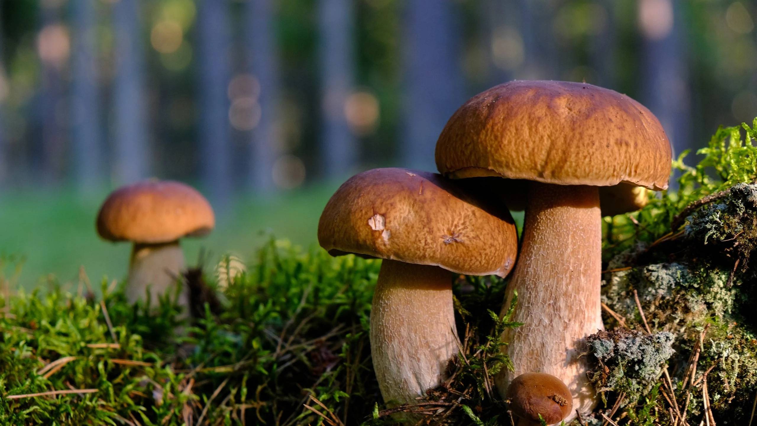 Грибы в Ленобласти август 2025 смотреть онлайн