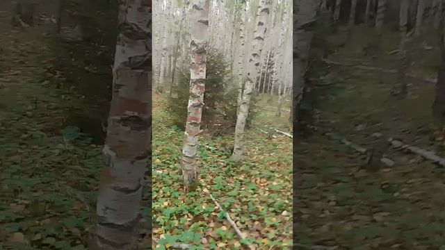 ищем грибы 2 часть смотреть онлайн