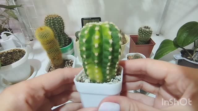 Обзор любимых кактусов.🌵🌵🌵