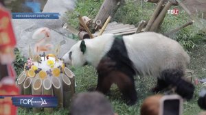 Главной знаменитости Московского зоопарка - панде Катюше - исполнилось два года