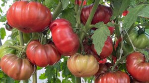 Дневник моих огородных дел. 22 августа 2025 года