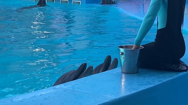 Крым Алуштинский дельфинарий. смотреть онлайн