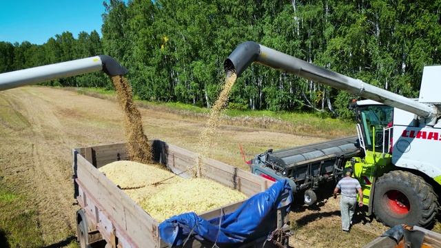 Жатка Озон (уборка гороха) смотреть онлайн