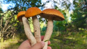 ДОЖДАЛИСЬ!!!!! ПОШЛИ РОДНЫЕ. Семейный сбор грибов2025