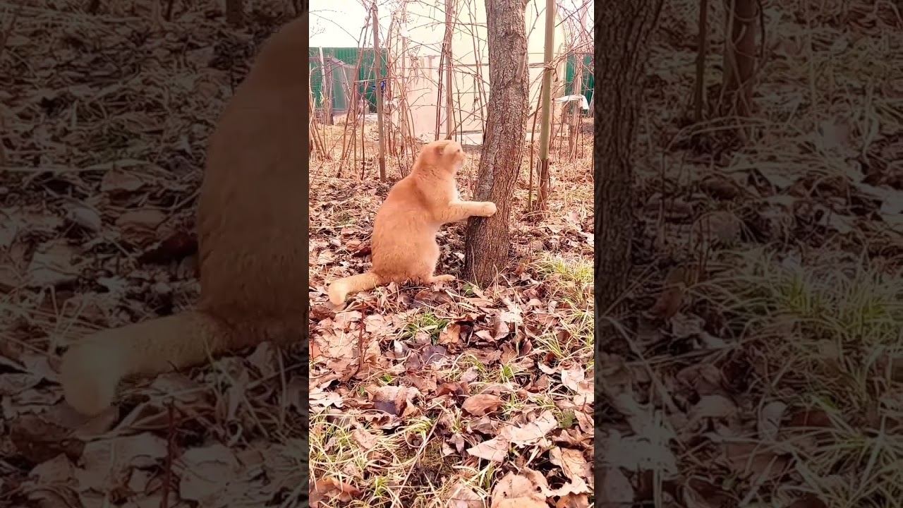 Повезло мне ☺️#мурзик #shorty #cat #цитатыосмысле