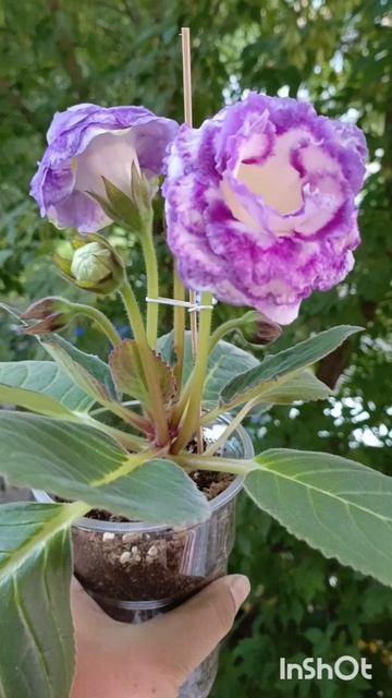 новенькие глоксинии распустились 😇🙏🙏😘🌺🌺🌺🌺 смотреть онлайн