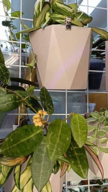 Хойя Эллиптика сплеш. Ошибка в уходе смотреть онлайн