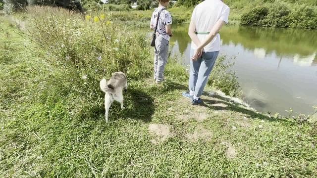 лягушка на пруду смотреть онлайн