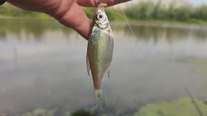 Рыбалка, Брянск, река Снежеть. 23~24.08.25.