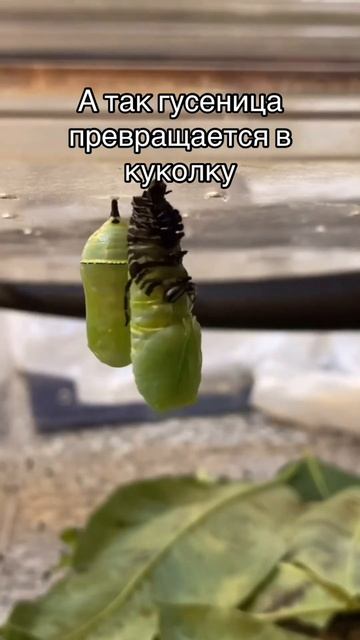 Вот как рождается бабочка: момент, который сложно поймать