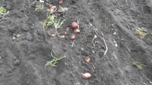 Копка картофеля мотоблоком Салют 100.