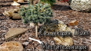 Коллекция Пихт Мечтательницы 2025🔥! Часть 1 #обзор #сад #garden #пихты