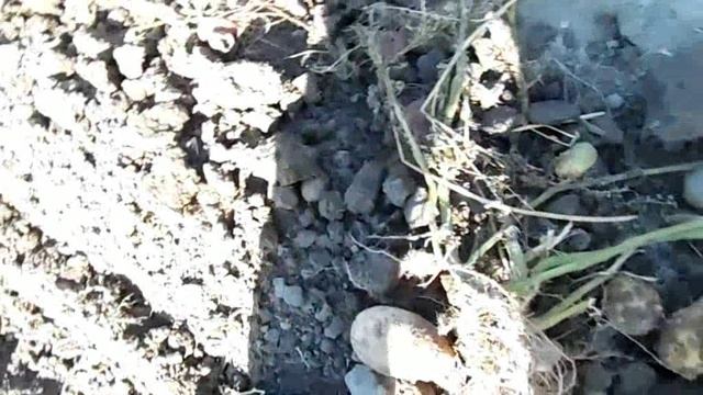 Начал копать картошку . смотреть онлайн