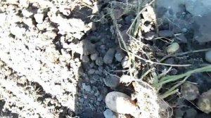 Начал копать картошку .