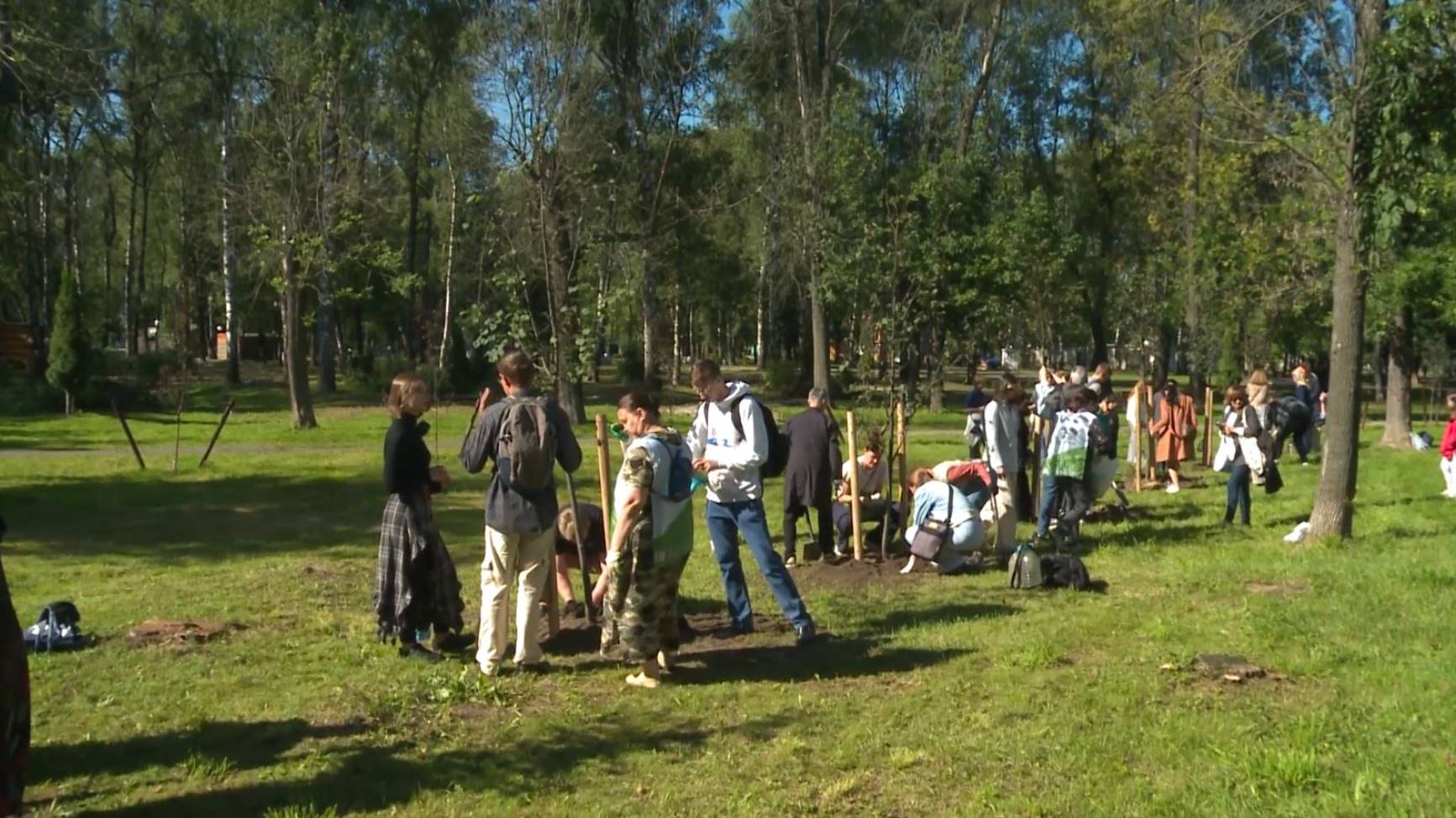 В Ярославле высадили аллею из лип смотреть онлайн