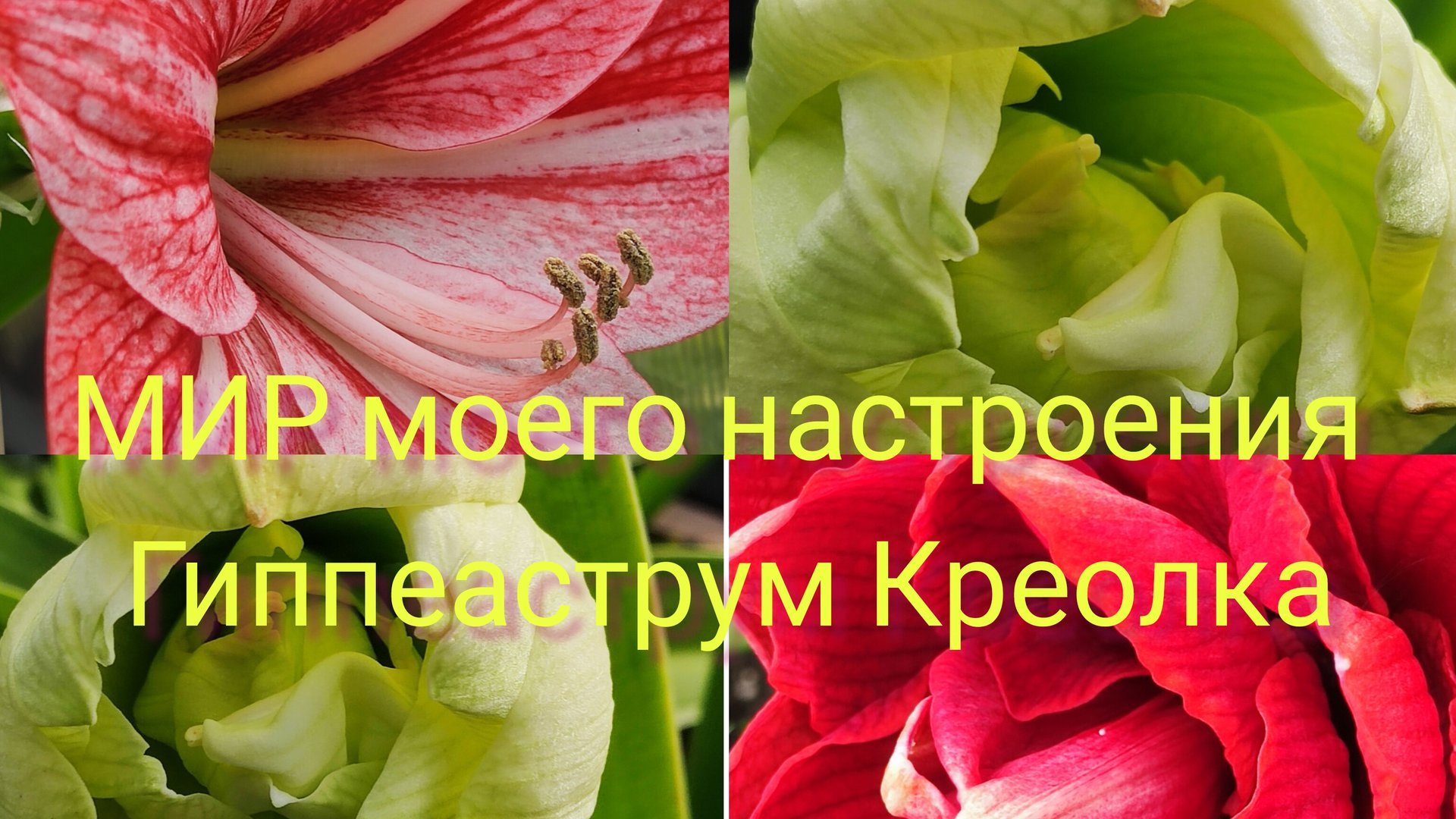 23.08.25 Гиппеаструм Креолка в теплице смотреть онлайн