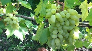 ГФ Алинка селекции Алейника В. с очень красивой ягодой  раннего срока созревания.