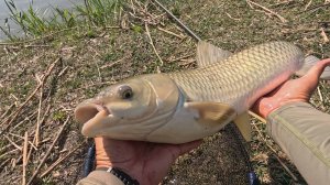 Таскаю амура на поплавочную удочку