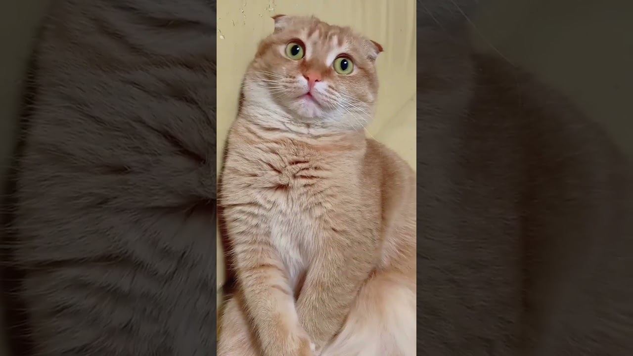 Ой, а кто это такой хорошенький!? #shorty #cat #мурзик #кот #позитив #популярное