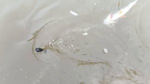 Закидушки на хищников.Проверка.