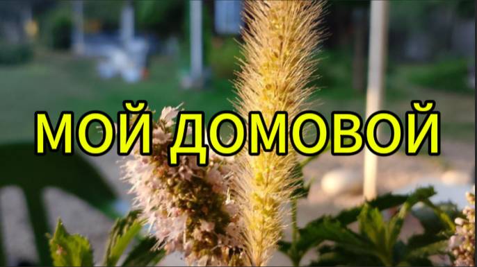 Мой домовой смотреть онлайн