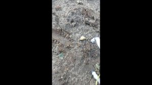 Любительские старты 🏇