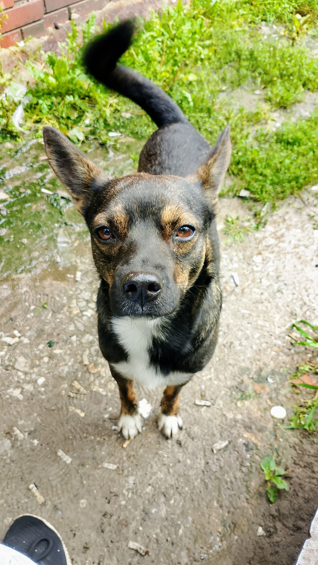 Я так в школу хочу!!!😁🐕 Юмор с животными смотреть онлайн