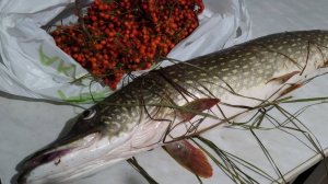 Рябина.Кроссер.Щука.