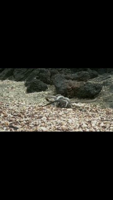 Тяга к Жизни. Борьба за выживание.  Смотреть надо.