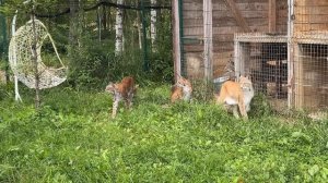 СПАСЕННАЯ РЫСЬ ОСМЕЛЕЛА / Подробности стройки вольеров