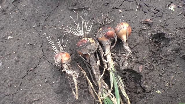 Лук ХАЛЦЕДОН из семян смотреть онлайн