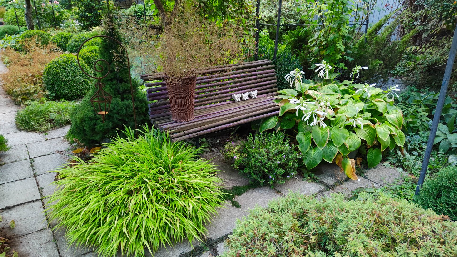 Цветут розы и не только. Зреет виноград и работы в саду. Прогулка по южному саду 24.08.2025 г. смотреть онлайн