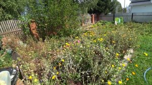 Обзор огорода в деревне Голованово. 24 авг 2025