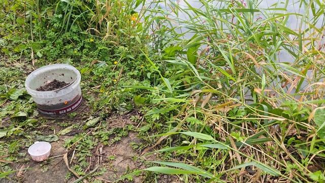 Бесстрашная мышь. На рыбалке.. (7)